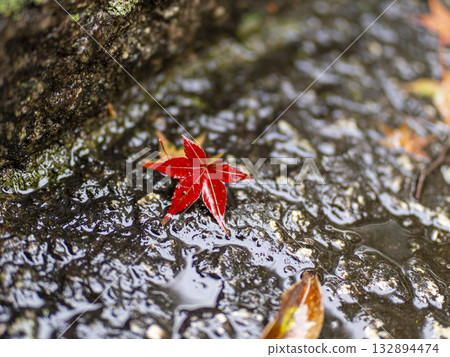 Fallen leaves of autumn leaves wet in the rain 132894474