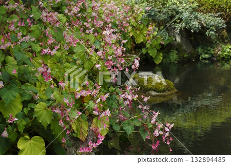 Begonia blooming in the pond at Jakkoin Temple Begonia blooming in the pond at Jakkoin Temple 132894485