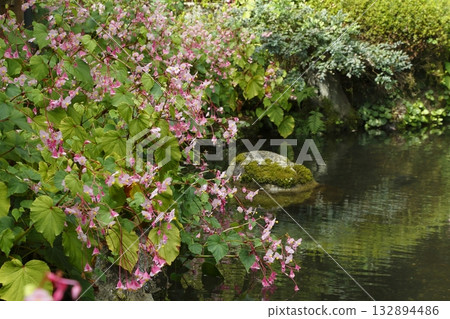 Begonia blooming in the pond at Jakkoin Temple Begonia blooming in the pond at Jakkoin Temple 132894486