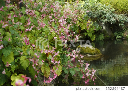 Begonia blooming in the pond at Jakkoin Temple Begonia blooming in the pond at Jakkoin Temple 132894487