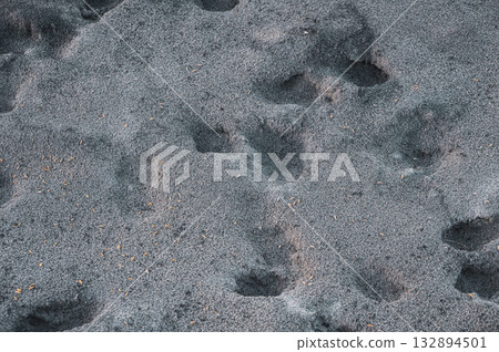 Small animal footprints left in charcoal from burning fields 132894501