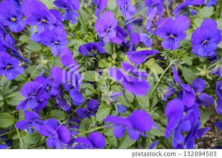 A cluster of purple-flowering lobelia 132894503