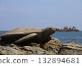 The sea with a stone turtle statue and an island in the background behind Hiyoriyama Coast 132894681