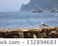 Seagulls perched on rocks 132894683