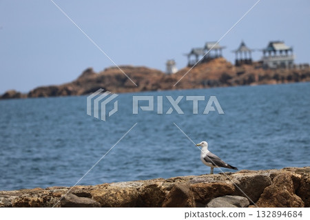 A seagull standing on the beach with the island of Atogashima floating offshore in the background A seagull standing on the beach with the island of Atogashima floating offshore in the background 132894684
