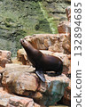 Seals at Kinosaki Marine World 132894685