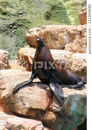城崎海洋世界的一隻吐舌海豹 城崎海洋世界的一隻吐舌海豹 132894686