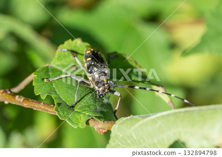 Kiboshikamikiri Kiboshikamikiri 132894798