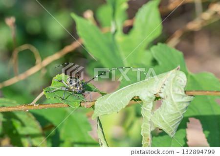 Kiboshikamikiri Kiboshikamikiri 132894799