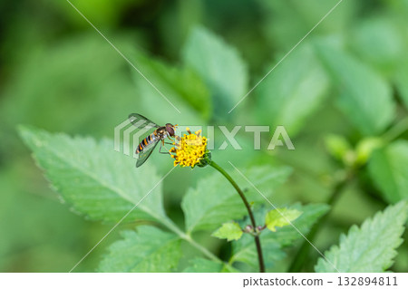 A slender-headed fly sucking nectar from a flower 132894811