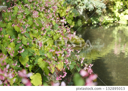 Begonia blooming in the pond at Jakkoin Temple Begonia blooming in the pond at Jakkoin Temple 132895013