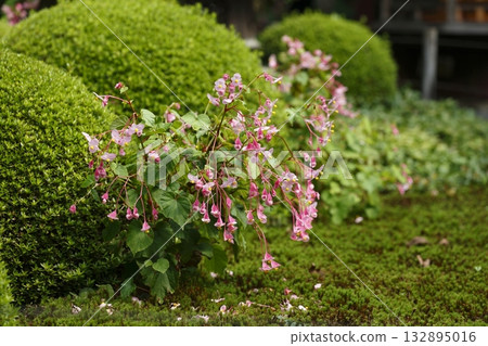 邪光院池塘裡的秋海棠盛開。 132895016