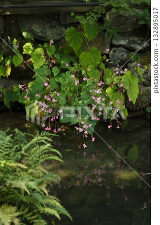 邪光院池塘裡的秋海棠盛開。 132895017