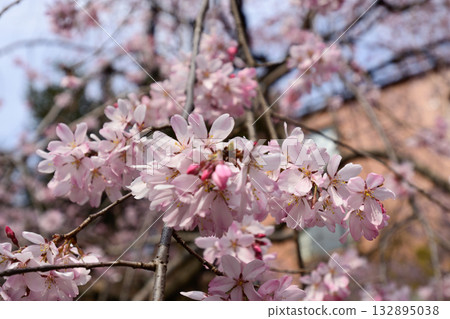 乃木神社垂淚櫻花 132895038