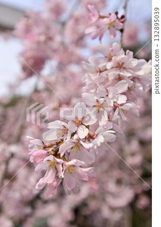 Nogi Shrine Weeping Cherry Blossoms Nogi Shrine Weeping Cherry Blossoms 132895039