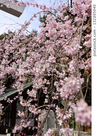 Nogi Shrine Weeping Cherry Blossoms 132895040