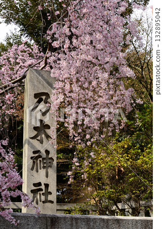 乃木神社垂淚櫻花 乃木神社垂淚櫻花 132895042