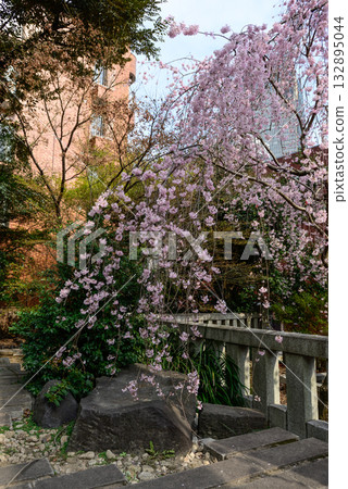 Nogi Shrine Weeping Cherry Blossoms 132895044