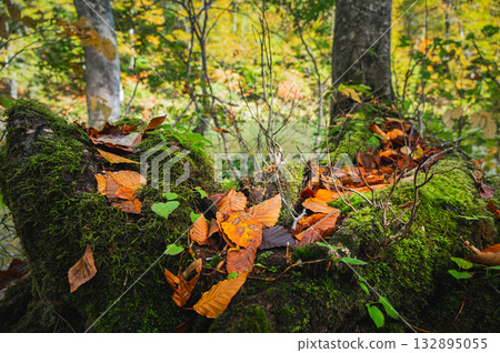 Moss covering a decaying tree and fallen leaves scattered on top of it [Kamaike Pond] 132895055