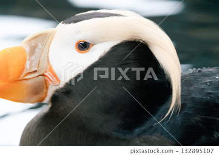 Puffin's Life 1 132895107