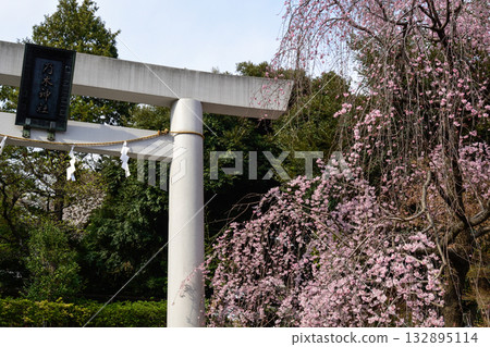 Nogi Shrine First Torii Gate Weeping Cherry Blossoms 132895114