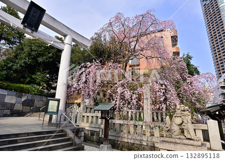 Nogi Shrine First Torii Gate Weeping Cherry Blossoms Nogi Shrine First Torii Gate Weeping Cherry Blossoms 132895118