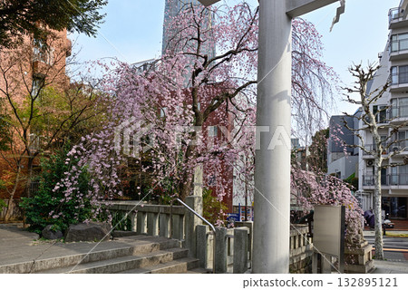 Nogi Shrine First Torii Gate Weeping Cherry Blossoms Nogi Shrine First Torii Gate Weeping Cherry Blossoms 132895121