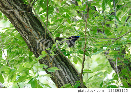太陽鳥在樹林間飛翔 太陽鳥在樹林間飛翔 132895135