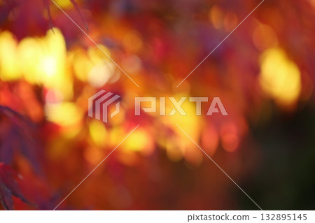 Out-of-focus maple leaves in autumn [Circular bokeh] [Bokeh] 132895145