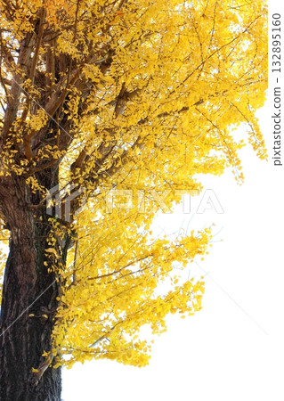 The yellow leafy ginkgo tree The yellow leafy ginkgo tree 132895160