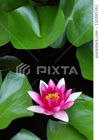 Close-up of a single water lily 132895161