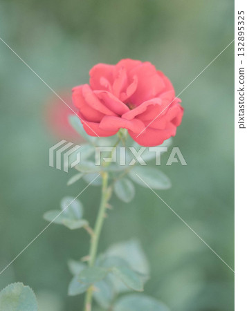 A soft and gentle photo of autumn roses at Kobe Motoyamagaien A soft and gentle photo of autumn roses at Kobe Motoyamagaien 132895325