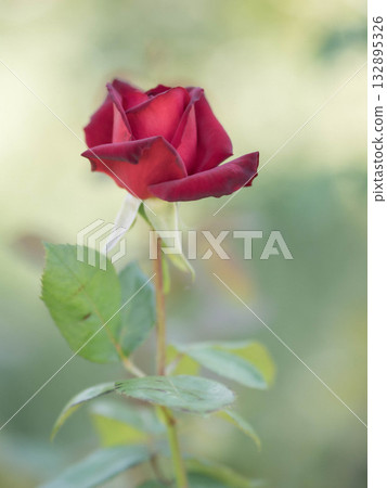 A soft and gentle photo of autumn roses at Kobe Motoyamagaien A soft and gentle photo of autumn roses at Kobe Motoyamagaien 132895326