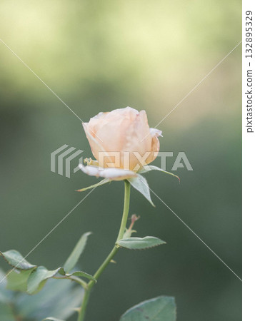 A soft and gentle photo of autumn roses at Kobe Motoyamagaien A soft and gentle photo of autumn roses at Kobe Motoyamagaien 132895329