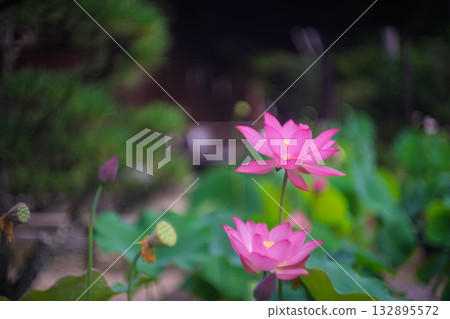 Lotus taken at Kamigyo-ku Kamigyo-ku Kyoto Ward Lotus taken at Kamigyo-ku Kamigyo-ku Kyoto Ward 132895572