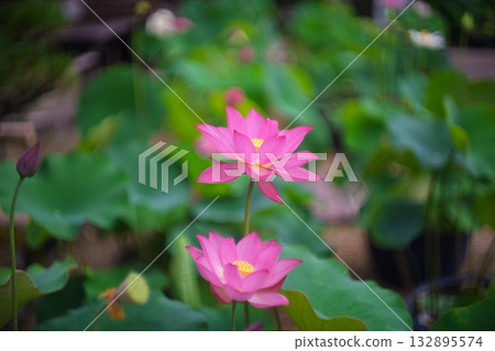 蓮花採取在Kamigyo-ku Kamigyo-ku京都區 蓮花採取在Kamigyo-ku Kamigyo-ku京都區 132895574