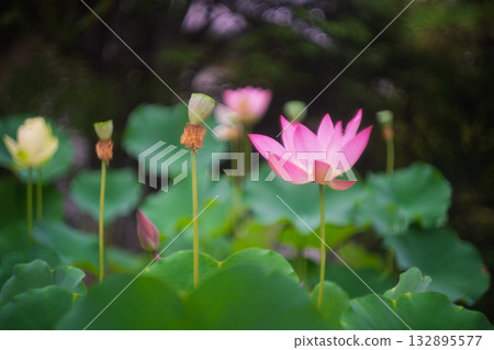 Lotus taken at Kamigyo-ku Kamigyo-ku Kyoto Ward Lotus taken at Kamigyo-ku Kamigyo-ku Kyoto Ward 132895577