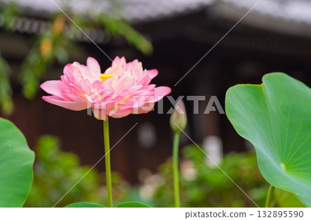 Lotus taken at Kamigyo-ku Kamigyo-ku Kyoto Ward Lotus taken at Kamigyo-ku Kamigyo-ku Kyoto Ward 132895590