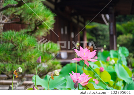 蓮花採取在Kamigyo-ku Kamigyo-ku京都區 132895601