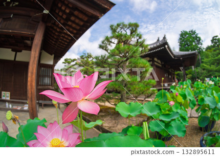 Lotus taken at Kamigyo-ku Kamigyo-ku Kyoto Ward 132895611