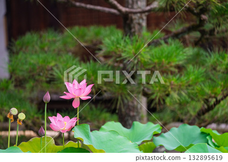 蓮花採取在Kamigyo-ku Kamigyo-ku京都區 蓮花採取在Kamigyo-ku Kamigyo-ku京都區 132895619