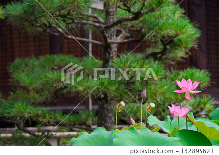 蓮花採取在Kamigyo-ku Kamigyo-ku京都區 蓮花採取在Kamigyo-ku Kamigyo-ku京都區 132895621