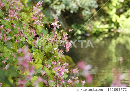 Begonia blooming in the pond at Jakkoin Temple Begonia blooming in the pond at Jakkoin Temple 132895772