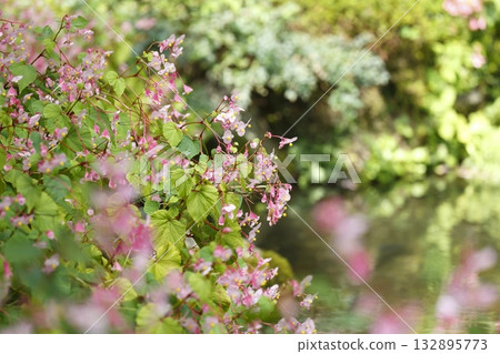 Begonia blooming in the pond at Jakkoin Temple Begonia blooming in the pond at Jakkoin Temple 132895773