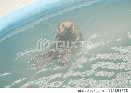 海獺的生活 15 海獺的生活 15 132895778