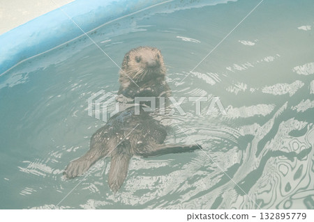 海獺的生活 16 海獺的生活 16 132895779