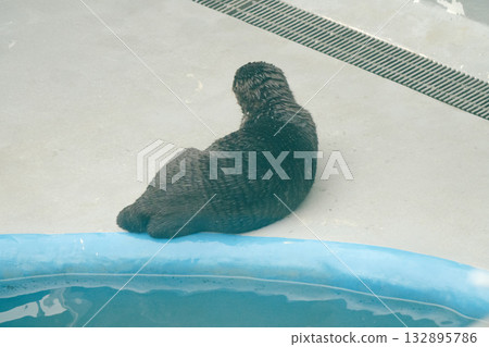 The Life of Sea Otters 23 132895786