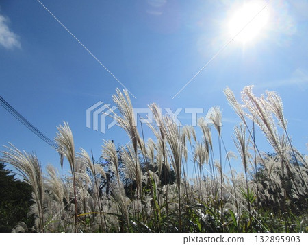 被太陽照亮的潘帕斯草 132895903