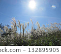 被太陽照亮的潘帕斯草 132895905