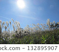 被太陽照亮的潘帕斯草 132895907